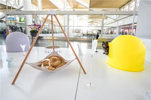 為忙碌的機(jī)場增添一分溫馨與可愛 寵物品牌pidan現(xiàn)身廈門機(jī)場